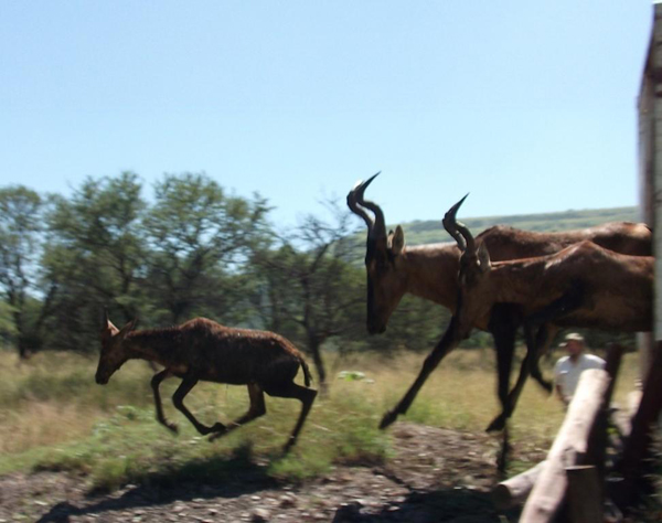 Red hartebeest release. Photo courtesy of Colchester Zoo: Action for the Wild.