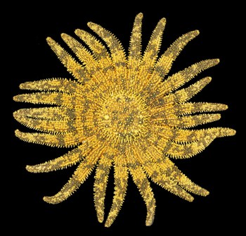 The 24-rayed sunstar (heliaster solaris) is likely extinct. It has not been seen for over 25 years following the strong El Nino event of 1983-1984. Photo by: Cleve Hickman, Jr. 