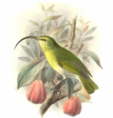 Illustration of the greater Akialoa, rediscovered and then lost again for good. The last record was 1969. Illustrated by: Johannes Gerardus Keulemans.   