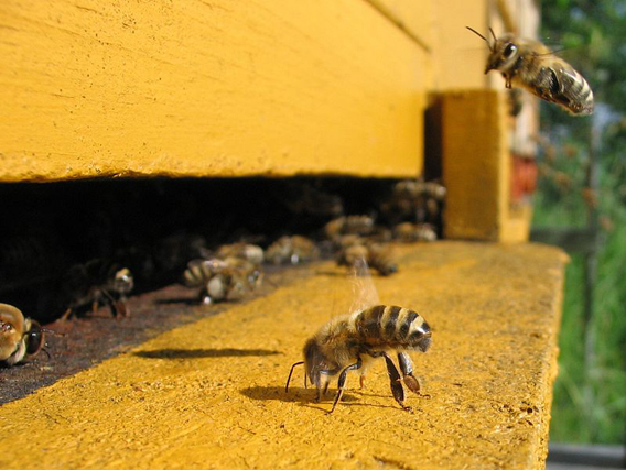 bee colony pesticides