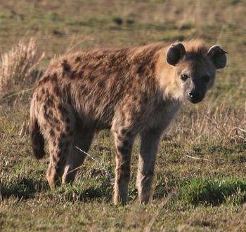 Spotted hyena in Kenya. Photo by: Rhett A. Butler.