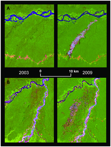 Rainforest felled for gold mining appears in these satellite images as a pink scar in the 2009 view. A) is Guacamayo (12°51′S, 70°00′W) along the Interoceanic highway (which is the red line) and (B) is Colorado-Puquiri (12°44′S, 70°32′W) in the buffer zone of the Amarakaeri Communal Reserve. Image from: Gold Mining in the Peruvian Amazon: Global Prices, Deforestation, and Mercury Imports.