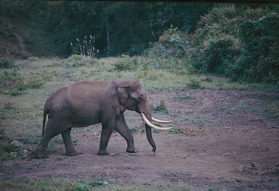  Asiatic Elephant. Nagarahole. Copyright: Sanjay Gubbi.