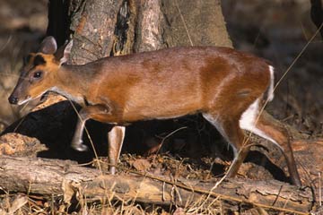  Muntjac or Barking Deer. Nagarahole National Park. Copyright: Eleanor Briggs.. 