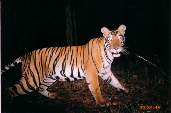  Tigress photo captured at Nagarahole National park by camera trap. Copyright: K Ullas Karanth/WCS.