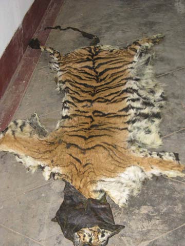  Tiger Skin Seized at Nagarahole. May 2009. Copyright: Sharath Babu.
