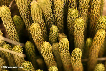 Strange plant on Mount Kenya.