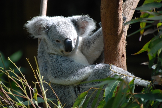  - koala__flickr___daniele_sartori