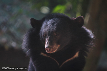 Asiatic black bear at rescue center in Laos. Photo by: Rhett A. Butler. 