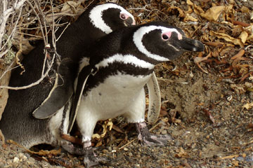 Magellanic penguins. Photo by: L. Campagna.