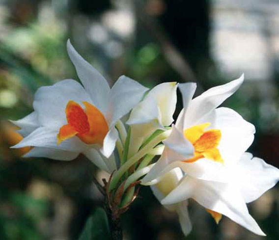 La orquídea de la foto es una nueva de 145 plantas y 16 orquídeas que fueron descubiertas en la región el año pasado. Esta en concreto fue descubierta en Vietnam y recibe el nombre de daklakense Dendrobium. Foto de © Duong Toan. 