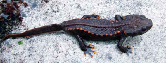 La llamada Tylototriton notialis, la primera de este género en el país, es una nueva especie de salamandra descubierta en Laos. Los investigadores temen que la medicina y el comercio de mascotas puedan suponer una amenaza para esta especie. Foto de © Bryan Stuart. 
