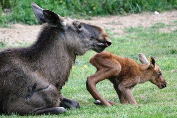 The moose are apart of the European Breeding Program. Photo courtesy of ZSL's Whipsnade Zoo.