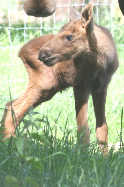A closer look at Chocolate, the moose. Photo courtesy of ZSL's Whipsnade Zoo..