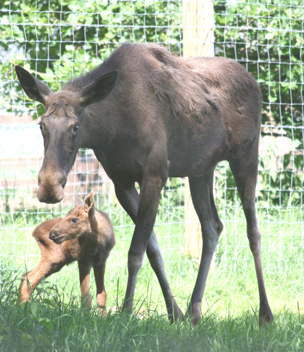 Moose and mom are doing fine. Photo courtesy of ZSL's Whipsnade Zoo.