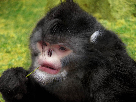 This mysterious primate (seen here in a reconstruction) not only made headlines last year, but continues to do so as a population of the believed to be Critically Endangered species was recently found in China. The new monkey, the Myanmar snub-nosed monkey (Rhinopithecus strykeri), was discovered byway of a carcass killed by a local hunter. Since then camera trap photos and video have been taken of the species. They are reportedly easy to hunt as locals say their up-turned noses cause them to sneeze in the rain. Researchers believe only a few hundred survive. Photo reconstruction credit: Thomas Geissmann/Fauna & Flora International.