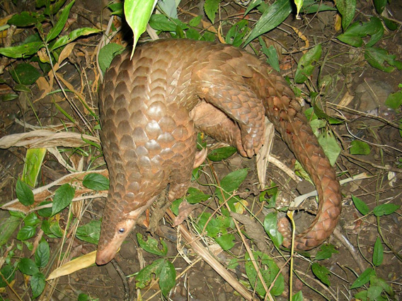 Sunda Pangolin