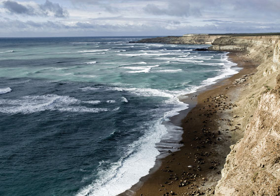  The coastline of the 'Patagonian Sea' covered with seabirds and seals. Photo by: W. Conway.