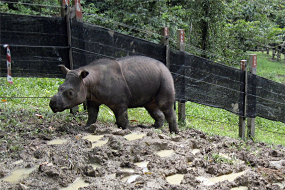 Puntung, entering her forest paddock from her night stall. Walking on wet clay soil is good for her comfort and the condition of her front feet. Photo by: © John Payne/BORA.