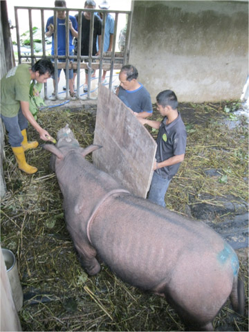 Puntung being coaxed on to scales to take her weight on 26 December 2011. © John Payne/BORA.