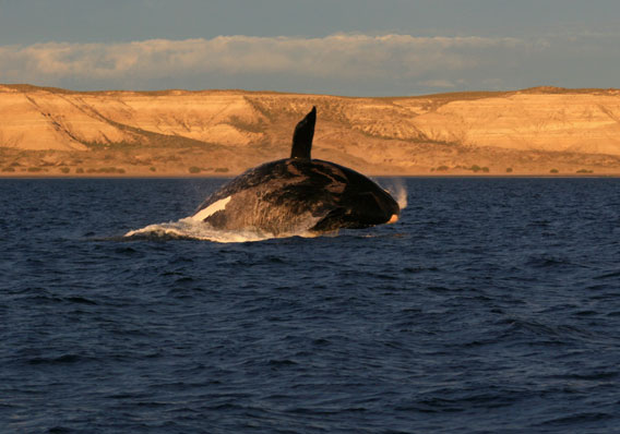 Southern right whale breaching in the Patagonian Sea. Photo by: V. Falabella.