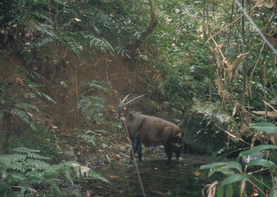  One of the only photos of a saola in the wild. Photo taken by cameratrap in 1999. Photo courtesy of William Robichaud.