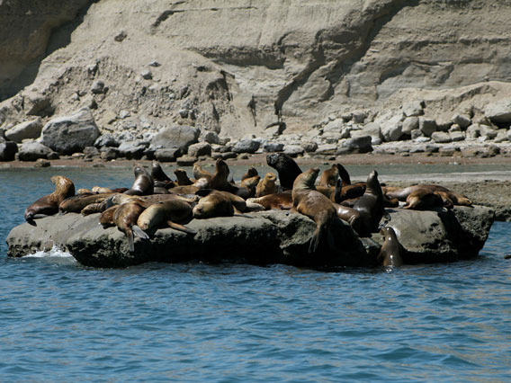 South American sea lion rockery. Photo by: Victoria Zavattieri.
