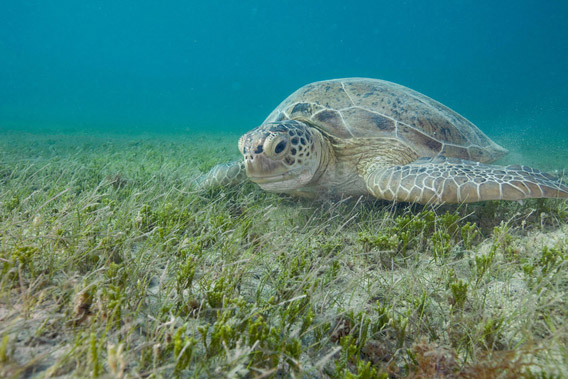 A green turtle (Chelonia mydas) grazes on seagrass in Brazil’s Abrolhos region. Photo: © Luciano Candisani/iLCP.