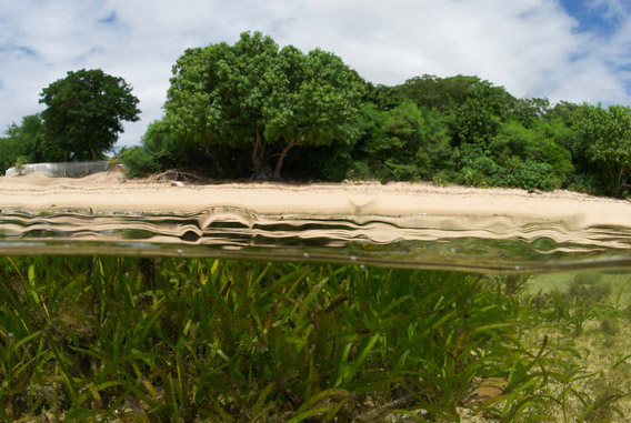 Mangroves above and seagrass below in Vohemar Bay, Madagascar. Photo: © Keith Ellenbogen/iLCP.
