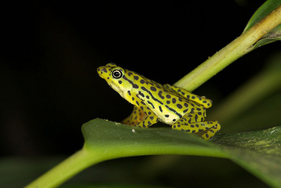 Atelopus Balios