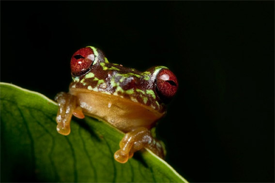 Critically Endangered Red-eyed Stream Frog (Duellmanohyla uranochroa). Photo by Robin Moore/robindmoore.com.