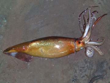  Argentine squid. Photo by: C. Verona.