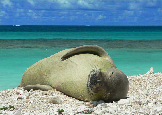  The Critically Endangered Hawaiian monk seal (<i>Monachus schauinslandi</i>). Photo courtesy of Dash Masland.