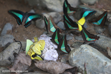  In the hugely imperiled tropical rainforests of Sumatra, diverse species of butterflies feed on ground nutrients. Photo by: Rhett A. Butler.   