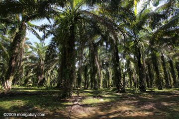 A palm oil plantation on the island of Sumatra in Indonesia. Such plantations may look like 'forest,' but Gorshkov and Makarieva argue that the biotic pump doesn't work over monoculture plantations as well as over natural forest. Photo by: Rhett A. Butler.