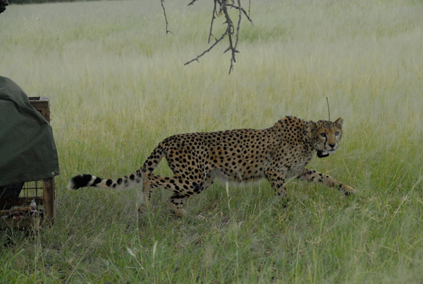 An adult cheetah, which had been smuggled and abused for the illegal pet trade, returns to the wild in Tanzania.  Photo by: Annette Simonson