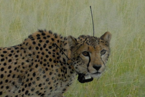 The cheetah has been fitted with a satellite collar as seen in this close-up.  Photo by: Annette Simonson.