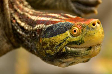  The red-crowned roofed turtle (Batagur kachuga) is one of 25 species listed in a new report issued by the Turtle Conservation Coalition today in Singapore. The species is limited to a few isolated pockets along the Ganges and Brahmaputra River basins in India and Bangladesh and is listed as Critically Endangered on IUCN’s Red List. Credit: Brian D. Horne/Wildlife Conservation Society.