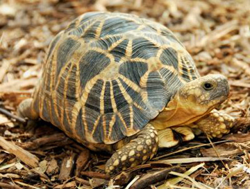  The Burmese star tortoise (Geochelone platynota) is characterized by well defined, symmetrical star patterns that radiate across the reptile’s carapace or shell. Very little is known about the species, which is threatened by both the pet trade and a demand for meat. The Burmese star tortoise is listed as Critically Endangered. Photo Credit: Brian D. Horne/Wildlife Conservation Society..