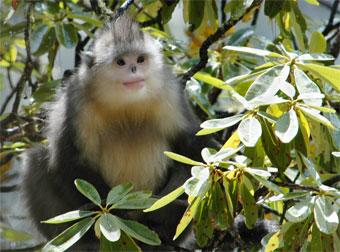 The golden snub-nosed monkey roams the high mountainous forests of  western-central China. It's able to survive below-freezing temperatures by  sleeping clustered together, in the lower forest canopy, with others in its  group.