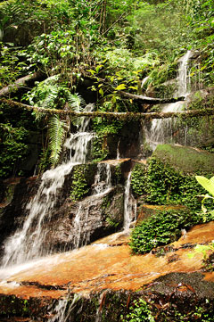 Stream flowing through lush tropical rainforest, Kubah National