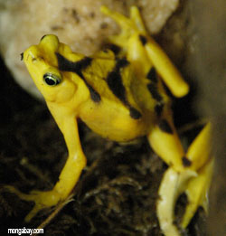 The Panamanian golden frog declared extinct by BBC Natural History crew