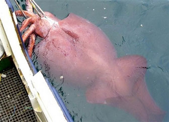 Photos of world's largest squid
