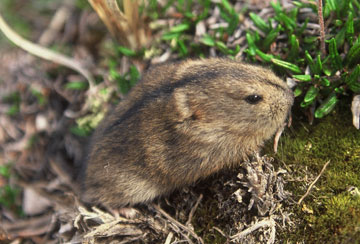 The Language of the Lemmings