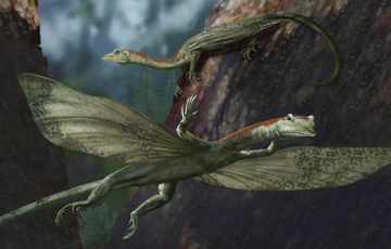 Ancient gliding reptile discovered