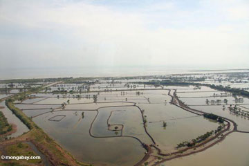 shrimp farming mangroves