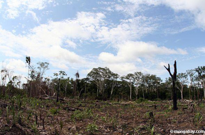 Amazonian forest project threatened by SUFRAMA colonization plan - Life ...