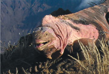 pink iguana