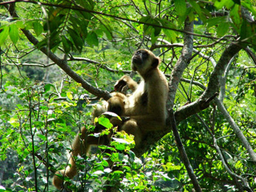 The Americas' biggest monkey, the northern muriqui has grown back from the  brink of extinction - ABC News