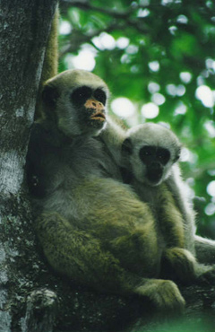 In Brazil, a scientist's quest to save endangered muriqui monkey 